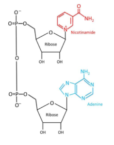 nad-structure